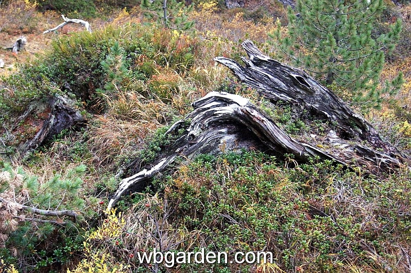 wbgarden alps 76.JPG